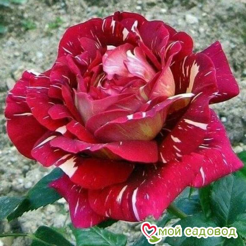 Роза Пестрая Фантазия