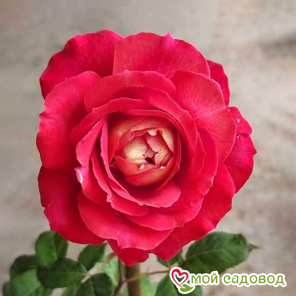 Роза Доктор Массад