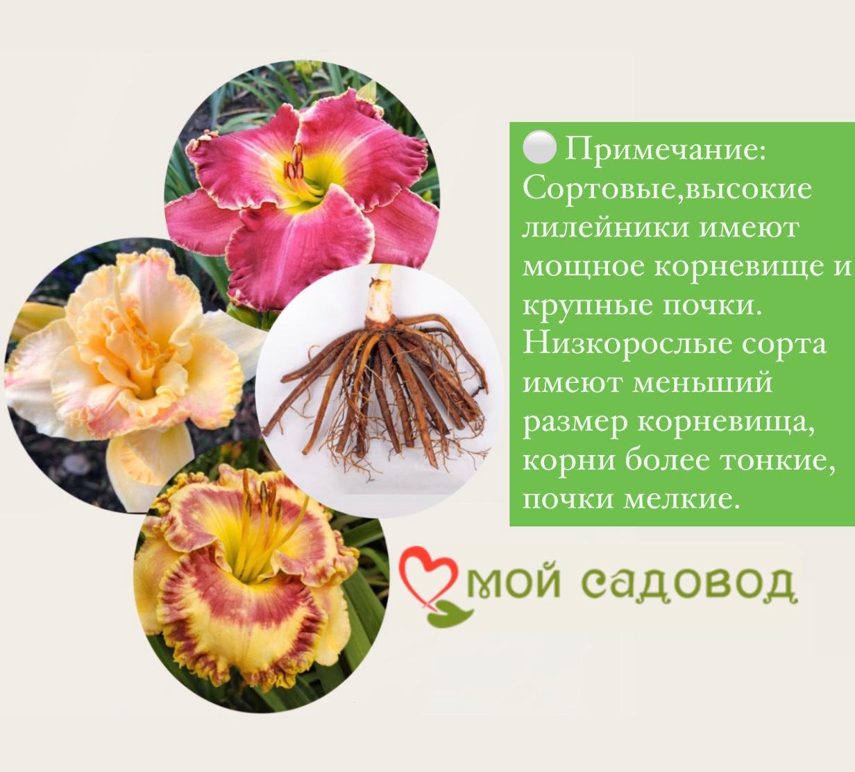 Лилейник Блэк Принц