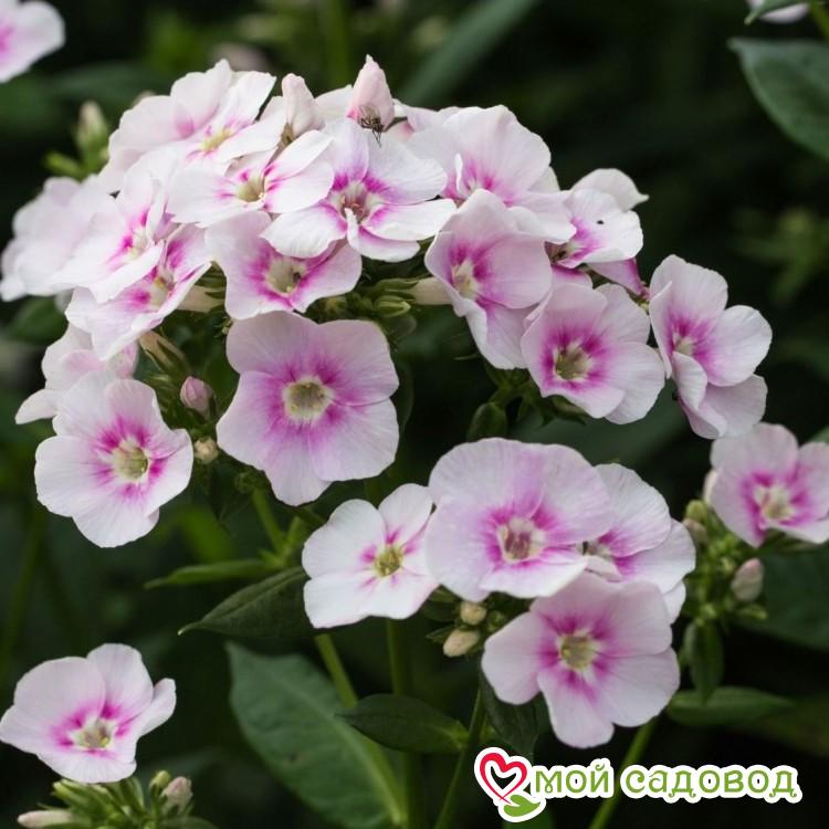 Флокс метельчатый Юник Биколор