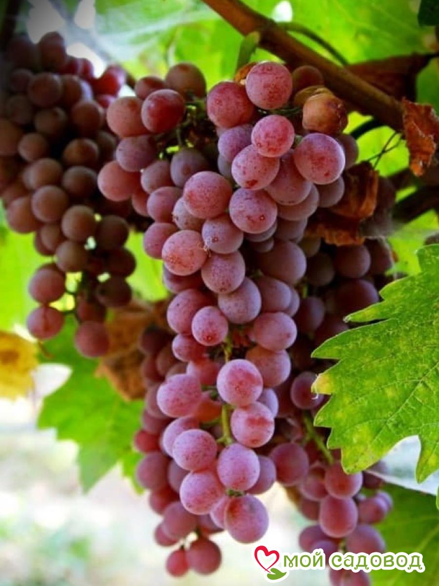 Виноград Свенсон Ред красный
