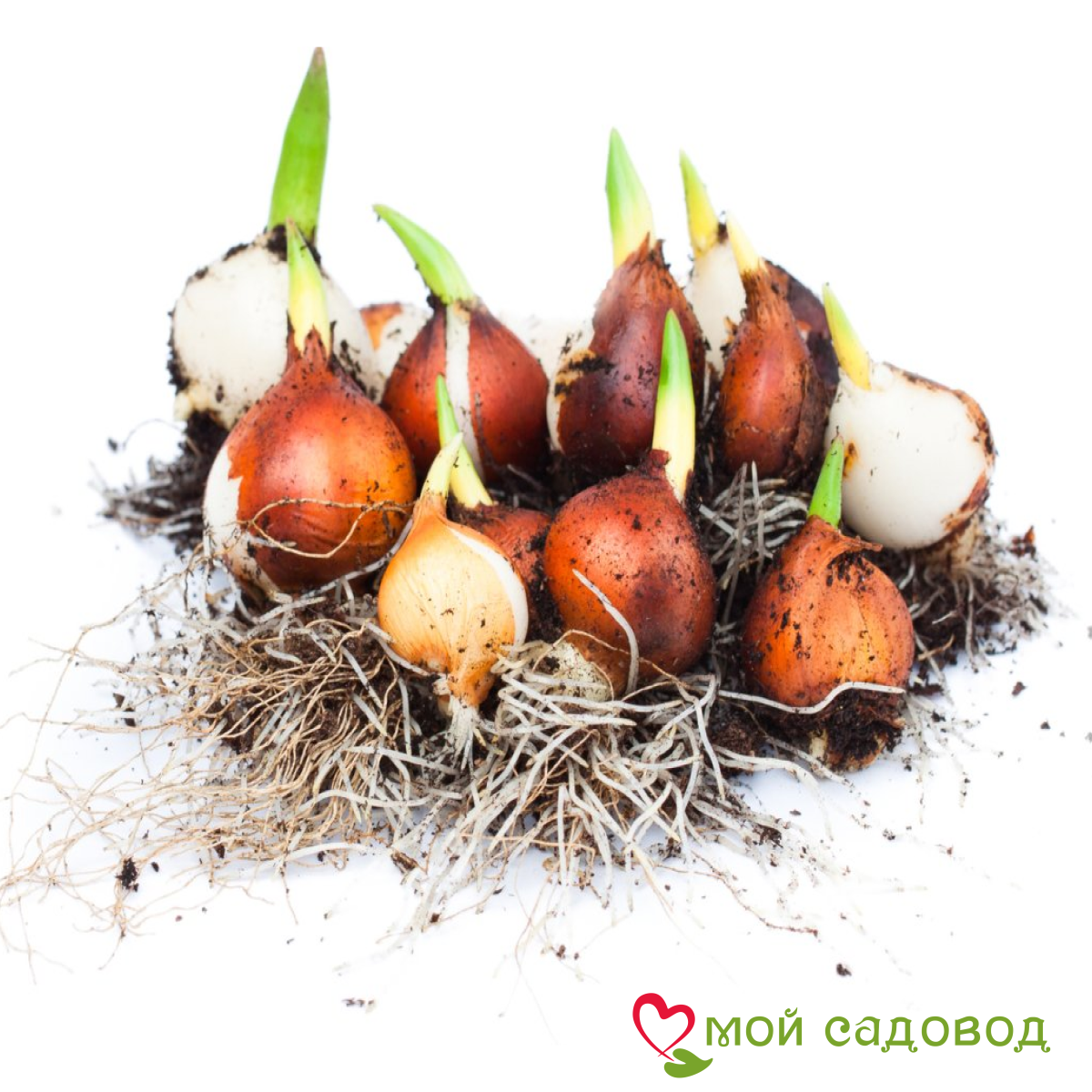 Тюльпан махровый Ванила Коп