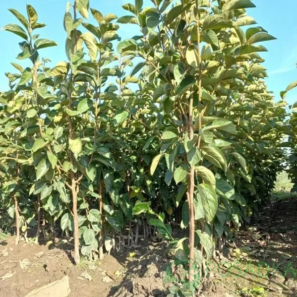 Хурма Кололек