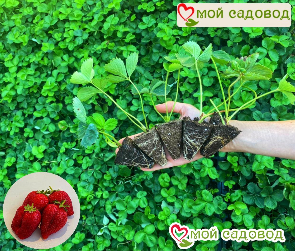 Клубника Белый Нефрит